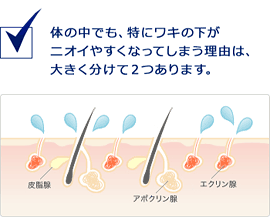 体の中でも、特にワキの下がニオイやすくなってしまう理由は、大きく分けて2つあります。
