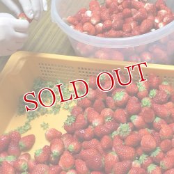 画像3: いちごビネガー 250ml むろおの会