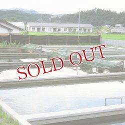 画像6: スッポンゴールドドリンク 100ml×10 本家活宝 安心院亭【送料無料】