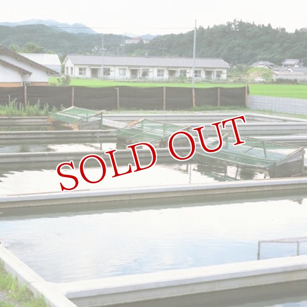 画像5: スッポン ジュレ まるまる コラーゲン ゼリー レモン味 125g×3 本家活宝 安心院亭【送料無料】 (5)